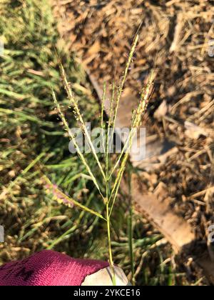 King Ranch Bluestem (Bothriochloa ischaemum) Stockfoto