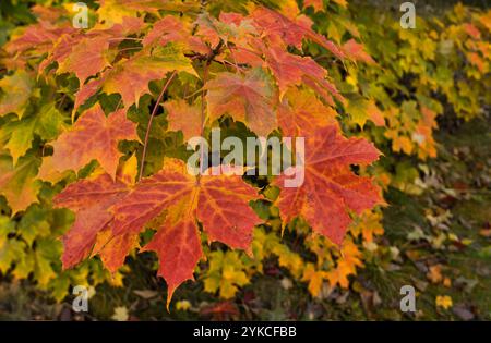 Ahornblätter werden im Herbst rot. Stockfoto