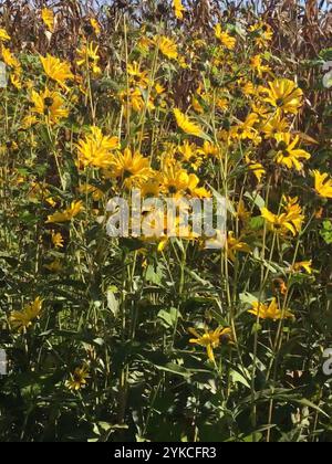 Mehrjährige Sonnenblume (Helianthus x laetiflorus) Stockfoto