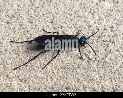 Nearctic Blue Schlamm-Dauber Wasp (Chalybion californicum) Stockfoto