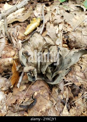 Östliche schwarze Trompete (Craterellus fallax) Stockfoto