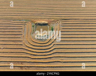 Luftaufnahme der Erntemaschinen um einen Farmdamm in einer Getreideernte bei Moolort in Central Victoria, Australien. Stockfoto