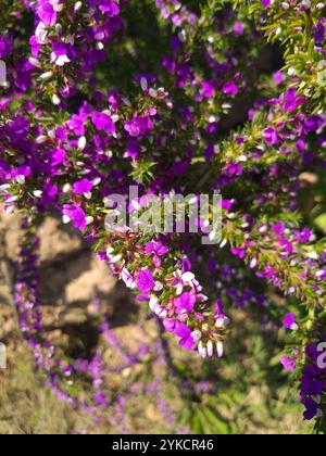 Stachelige Purplegorse (Muraltia heisteria) Stockfoto