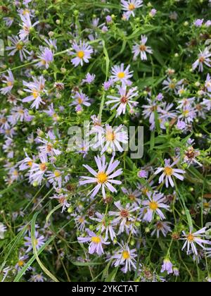 Michaelmas-Gänseblümchen (Symphyotrichum x salignum) Stockfoto