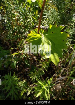 Blassindische Banane (Arnoglossum atriplicifolium) Stockfoto