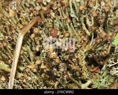 Glatte Hornflechte (Cladonia gracilis) Stockfoto