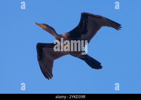 Neotropis Kormoran, Phalacrocorax Brasilianus, im Flug bei Punta Chame, Pazifikküste, Provinz Panama, Republik von Panama. Stockfoto