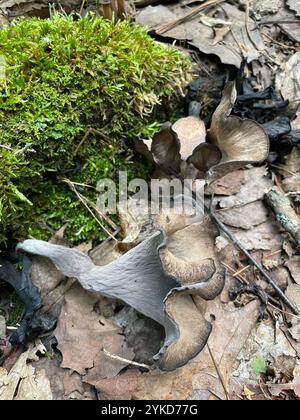 Östliche schwarze Trompete (Craterellus fallax) Stockfoto