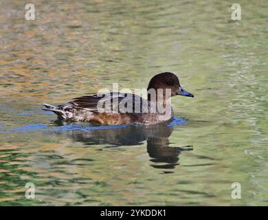 Europäische Witwe (Mareca penelope) in Kurpaek Oberlaa Stockfoto