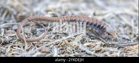 California Alligator Lizard juvenile. Mission Peak Regional Preserve, Alameda County, Kalifornien, USA. Stockfoto