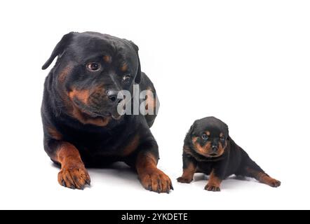 Reinrassige Rottweiler vor weißem Hintergrund Stockfoto