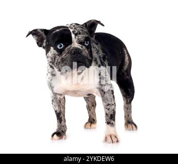 französische Bulldogge vor weißem Hintergrund Stockfoto