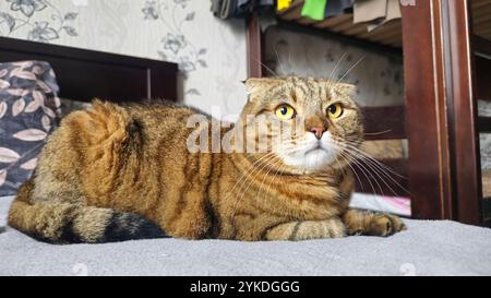 ginger-Lop-Ohr-Katze, die aufblickt Stockfoto