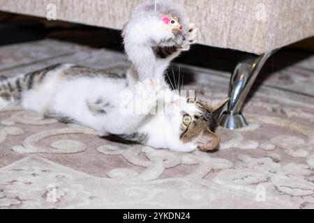 Eine lebendige Katze spielt fröhlich mit einem flauschigen Federspielzeug auf einer gemütlichen Couch und zeigt ihre verspielte Mätzchen und Neugier Stockfoto