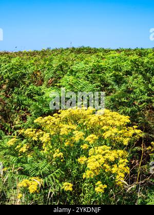 Feld mit üppigen grünen Farnen und Haufen von hellgelben Wildblumen unter einem klaren blauen Himmel. Die Schönheit der Natur in voller Blüte und die Kontraste Stockfoto