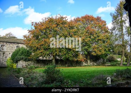 Herbstfarben in den Ruinen des Whalley Abbey Zisterzienserklosters Whalley aus dem 14. Jahrhundert im Ribble Valley Lancashire, England, Großbritannien Stockfoto