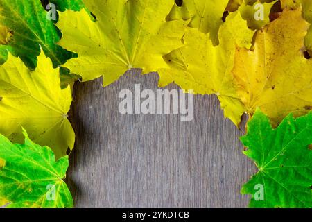Eine Vielzahl von grünen und gelben Ahornblättern umgibt eine Holzoberfläche, perfekt für Herbstdekorationen oder Kunsthandwerk. Stockfoto