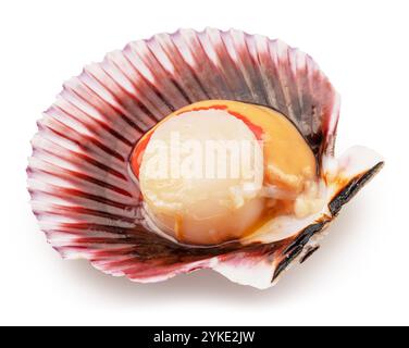 Essbare geöffnete Jakobsmuschel, isoliert auf weißem Hintergrund. Delikatessen. Datei enthält Beschneidungspfad. Stockfoto