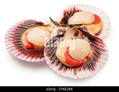 Essbare rohe geöffnete Jakobsmuscheln isoliert auf weißem Hintergrund. Delikatessen. Datei enthält Beschneidungspfad. Stockfoto