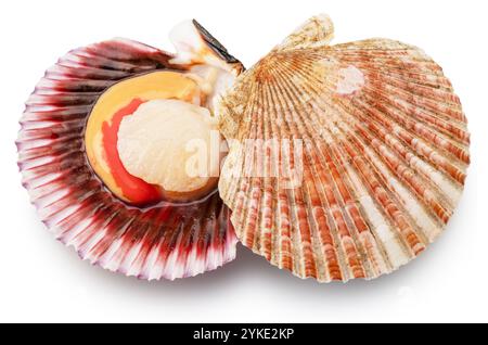 Essbare rohe geöffnete Jakobsmuscheln isoliert auf weißem Hintergrund. Delikatessen. Datei enthält Beschneidungspfad. Stockfoto