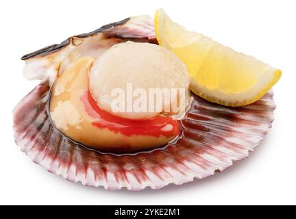 Essbare, rohe geöffnete Jakobsmuschel mit Zitronenscheibe auf weißem Hintergrund. Delikatessen. Datei enthält Beschneidungspfad. Stockfoto