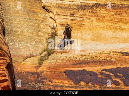 California Condor 6Y (Gymnogyps californianus) schwingt entlang der Sandsteinklippen im Zion Canyon, Zion National Park, Washington County, Utah, USA. Stockfoto