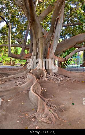 Ficus macrophylla, bekannt als Moreton Bay Feige in Giardino Bellini, Catania, Sizilien, Italien. Stockfoto