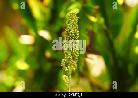 Sorghum bicolor, auch bekannt als Hirse, Besenmais, Meerschweinmais, durra, Imphee, Jowar, oder milo, ist eine Art der Grasgattung Sorghum, die wegen ihres Getreides angebaut wird. Stockfoto