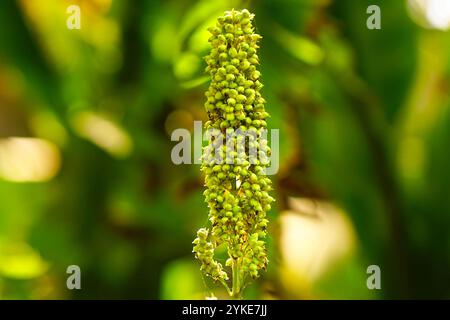 Kornsorghum oder Hirse extrem Nahaufnahme Stockfoto