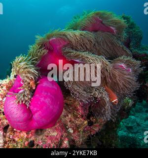 malediven Anemonenfische Clownfische und herrliche Meeresanemone malediven Stockfoto