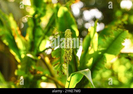 Sorghumfeld, auch bekannt als Hirse, Besenmais, Perlmutterkorn, durra, Imphee, Jowar, oder milo, ist eine Art der Grasgattung Sorghum, die wegen ihres Getreides angebaut wird. Stockfoto