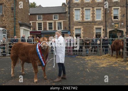 Britischer Landwirt mit preisgekröntem Happy auf dem jährlichen Fatstock Market and Show, der in temporärem Rahmen auf einem Marktplatz in der Stadt stattfindet. Die Farmerin zeigt die junge Kuh, die mit den Gewinnerinnen rot weiß und blau geschmückt ist. Sie wird dann an einen lokalen oder regionalen Metzger versteigert. Uppingham, Rutland, England, 24. November 2021 2020, HOMER SYKES Stockfoto