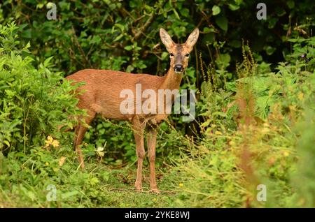 Reh-Hirsch machen sich bei Tageslicht auf Nahrungssuche Stockfoto