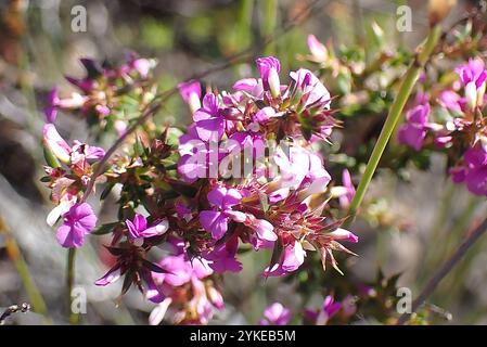 Stachelige Purplegorse (Muraltia heisteria) Stockfoto