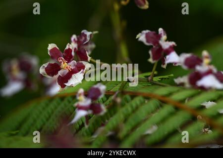 Oncidium Sharry Orchid im Perdana Botanical Garden, Kuala Lumpur, Malaysia. Stockfoto