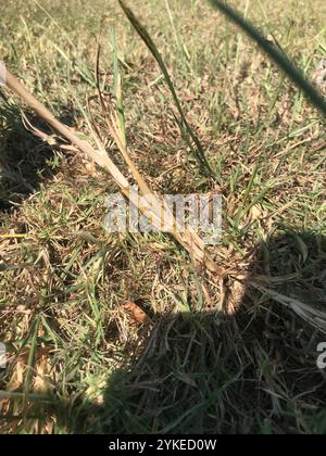 King Ranch Bluestem (Bothriochloa ischaemum) Stockfoto