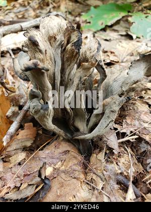 Östliche schwarze Trompete (Craterellus fallax) Stockfoto