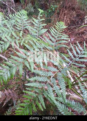 Austral Bracken (Pteridium esculentum) Stockfoto