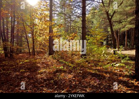 Sonnenlicht durch Mischwald entlang des Weges „Pista Altomontana“ im Ätna Park, Sizilien, Italien Stockfoto