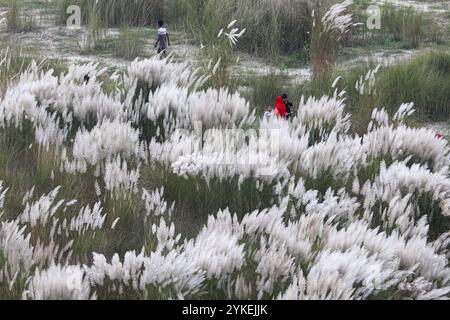 Catkins oder Kashful werden in der Regel im Herbst entlang der Ufer des Meeres gesehen. Chattogram, Bangladesch. Stockfoto