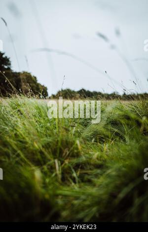 Natürliche Landschaft mit saftig grünem Gras, das im Wind weht Stockfoto
