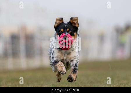 Australische Rinderhunde Heeler Running Lure Course Sprint Dog Sport Stockfoto