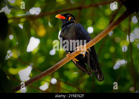 Gracula ptilogenys sitzen auf dem Ast Stockfoto