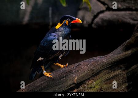 Gracula ptilogenys sitzen auf dem Ast Stockfoto