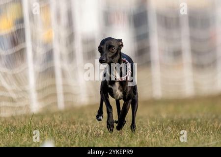 Italienischer Windhund Iggy Running Lure Course Sprint Dog Sport Stockfoto