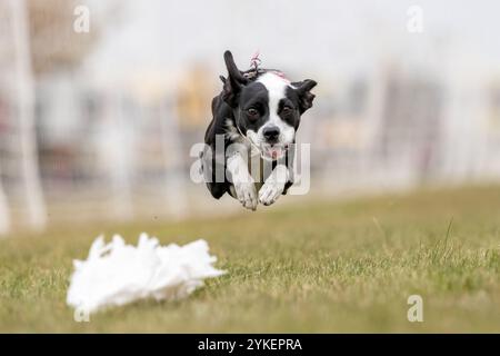 Border Whippet Mix Running Lure Course Sprint Dog Sport Stockfoto