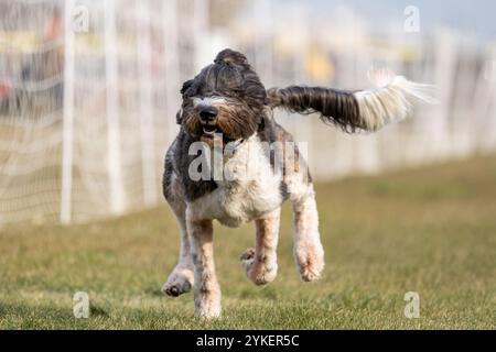 Sheepadoodle Poodle Mixed Breed Running Lure Course Sprint Dog Sport Stockfoto