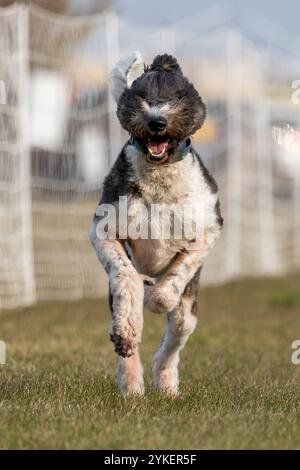 Sheepadoodle Poodle Mixed Breed Running Lure Course Sprint Dog Sport Stockfoto