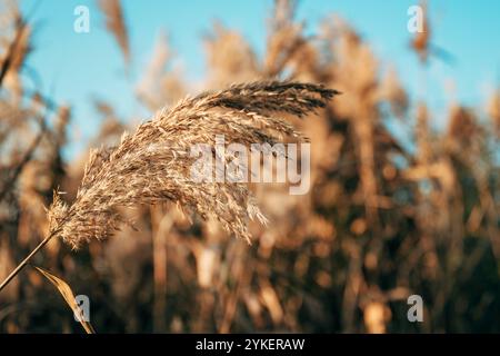 Pampas Gras im Freien, gewöhnliches Schilf oder Phragmites australis in hellen Pastellfarben, selektiver Fokus Stockfoto