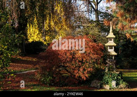 Steinlaterne vor einem japanischen Ahornbaum (Acer japonicum) im japanischen Garten in Leverkusen, Herbst, Nordrhein-Westfalen. Steinl Stockfoto